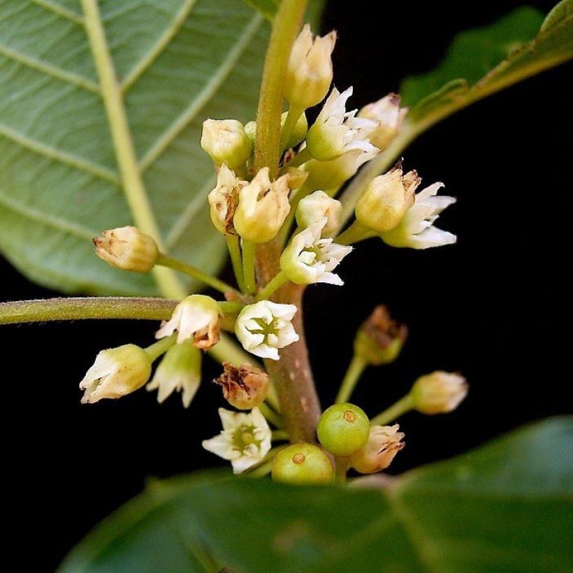 Rhamnus frangula - Arraclán (Floración)