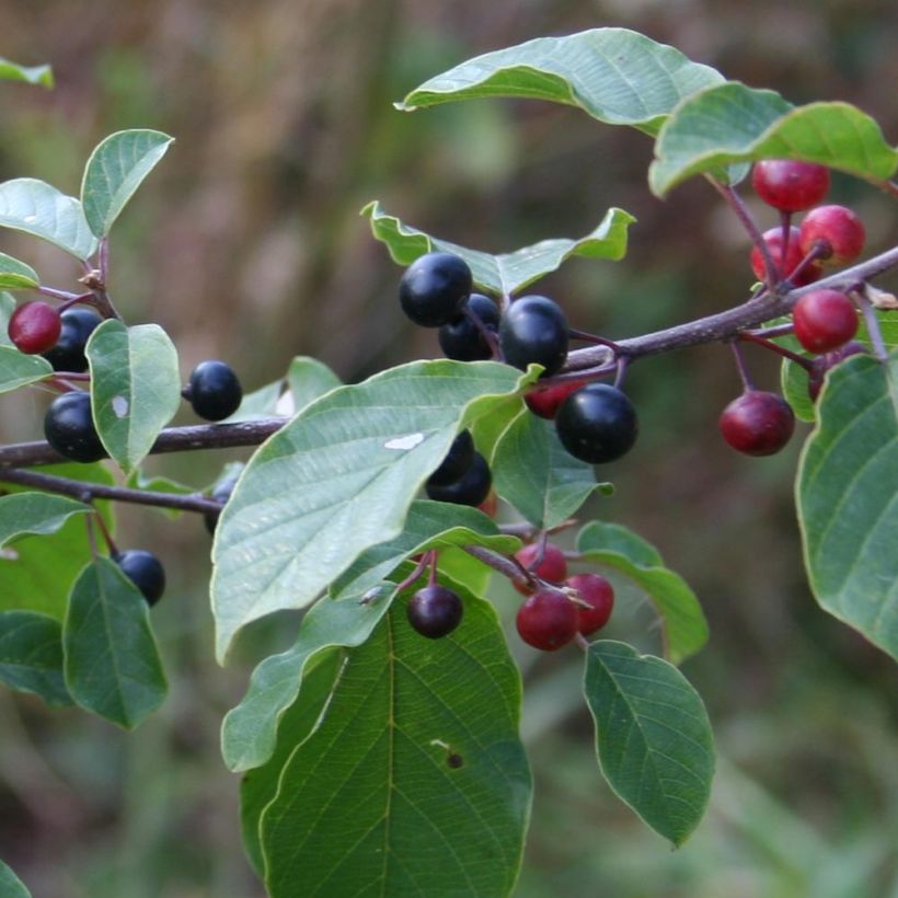 Rhamnus frangula - Arraclán (Cosecha)