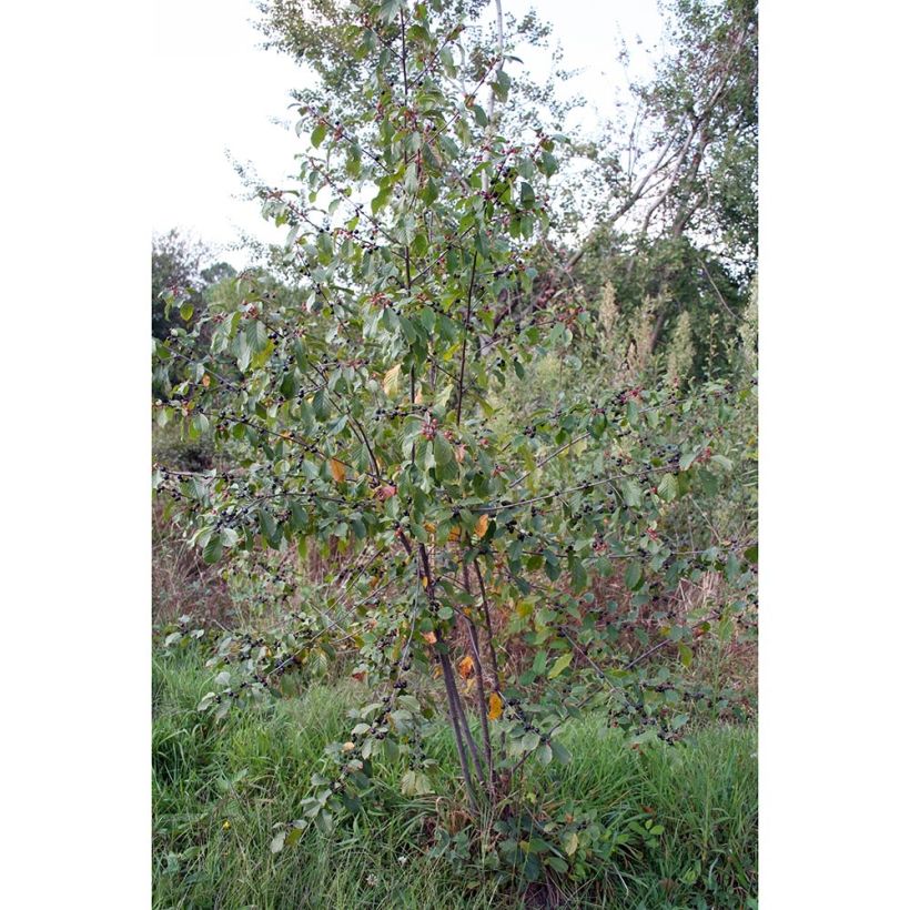 Rhamnus frangula - Arraclán (Porte)