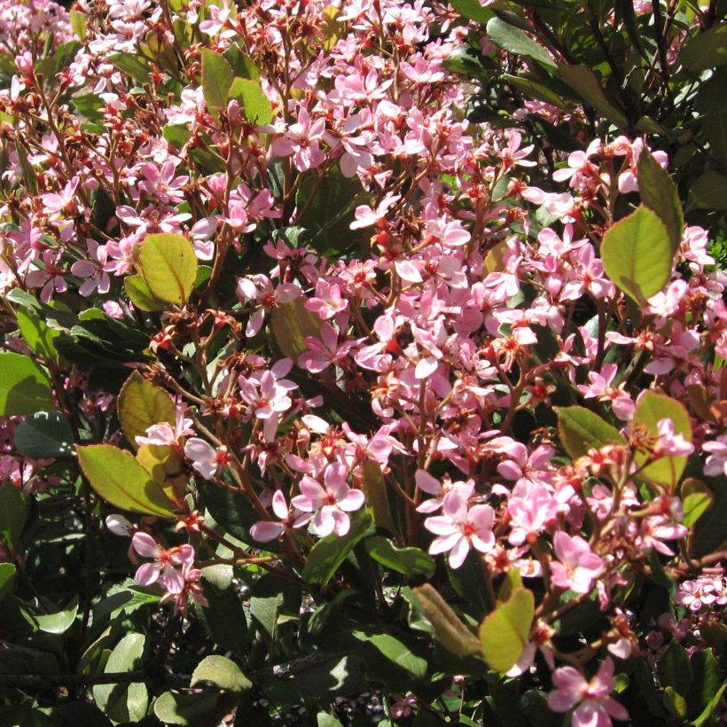 Rhaphiolepis indica Spring Time (Floración)