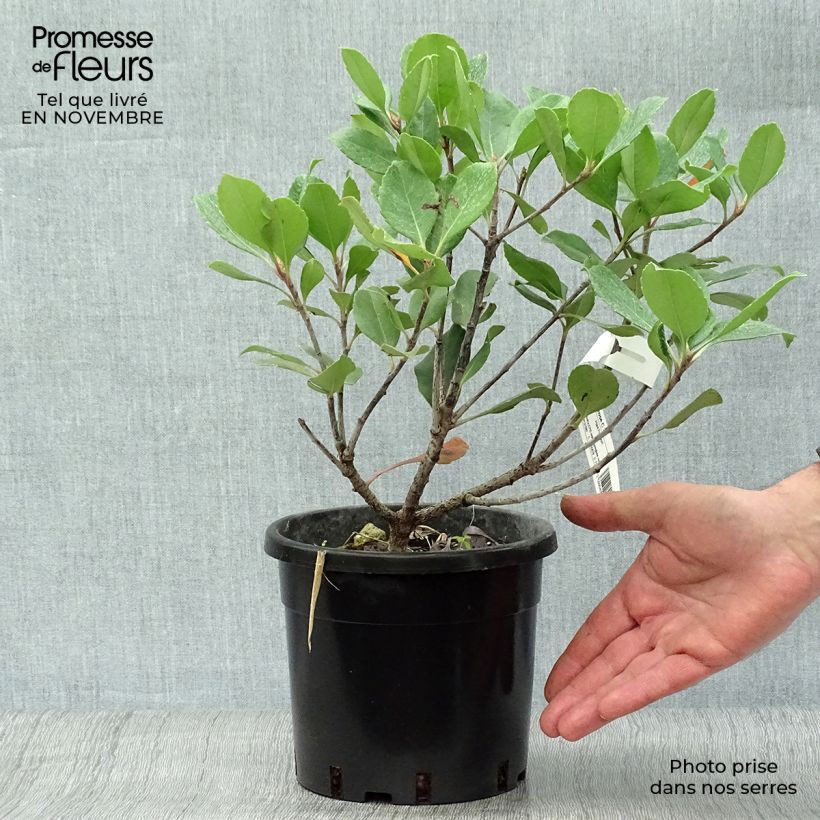 Ejemplar de Rhaphiolepis Spring Time Pot de 2L/3L entregado en otoño