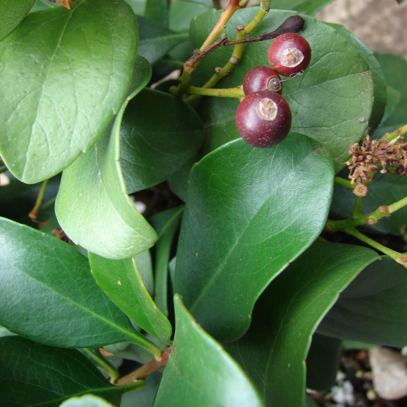 Rhaphiolepis delacourii Coates Crimson (Follaje)