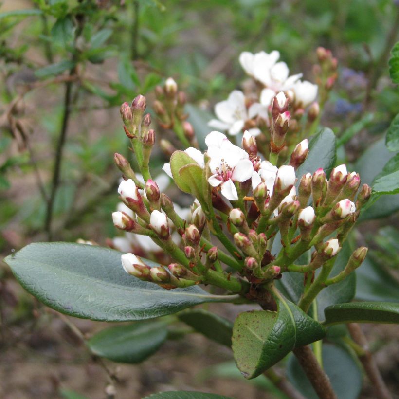 Rhaphiolepis umbellata Ovata (Floración)