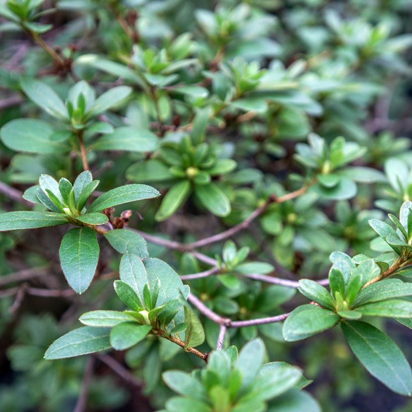 Rhaphiolepis umbellata (Follaje)