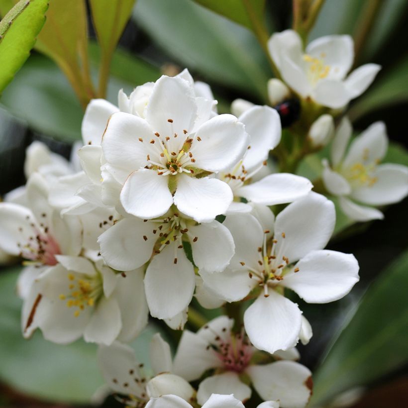 Rhaphiolepis umbellata (Floración)