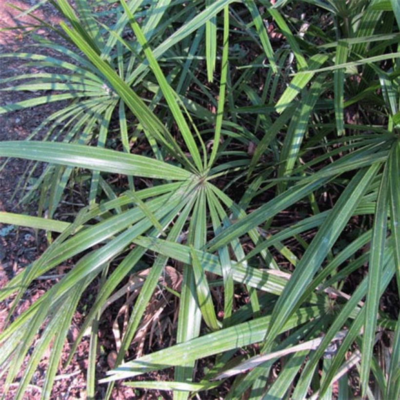 Rhapidophyllum hystrix (Follaje)