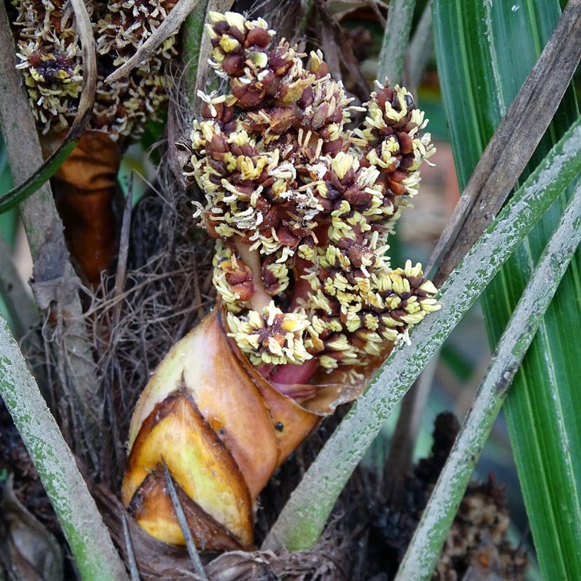 Rhapidophyllum hystrix (Floración)