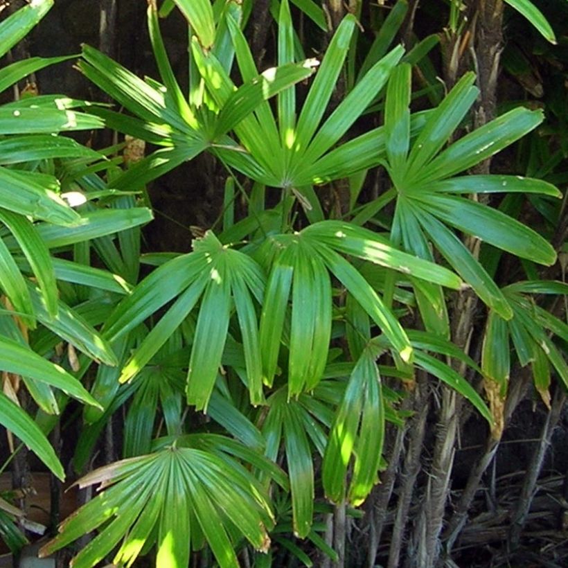 Rhapis excelsa - Rapis (Follaje)