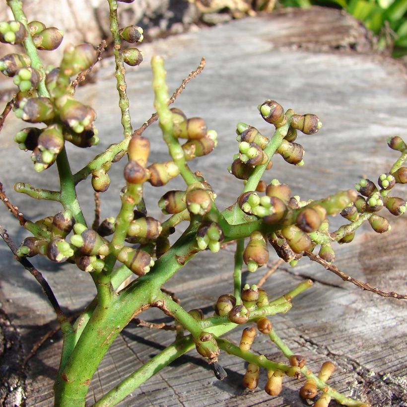 Rhapis excelsa - Rapis (Cosecha)