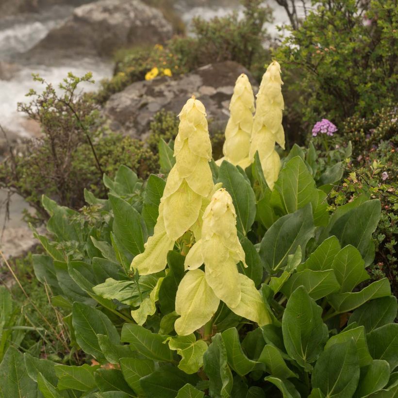 Rheum alexandrae (Floración)