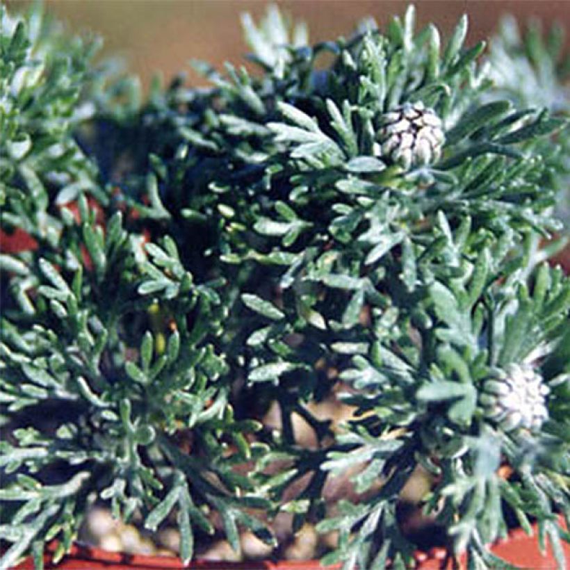 Rhodanthemum hosmariense African Rose (Follaje)