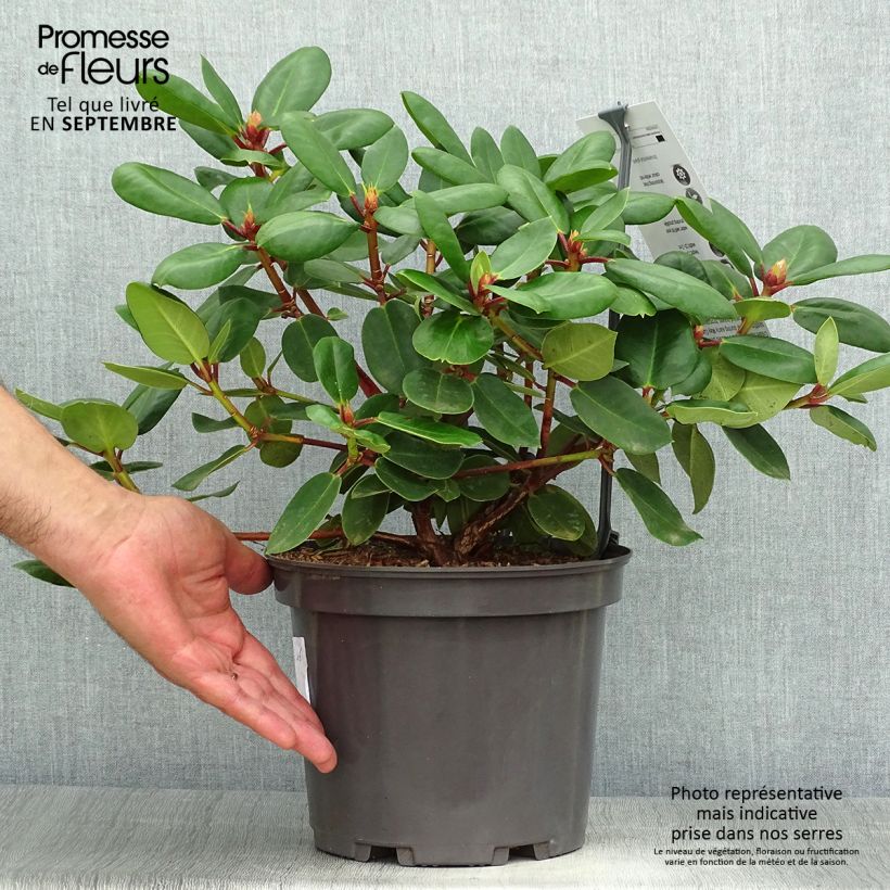 Ejemplar de Rhododendron williamsianum Gartendirektor Rieger - Pot de 4L/5L entregado en otoño