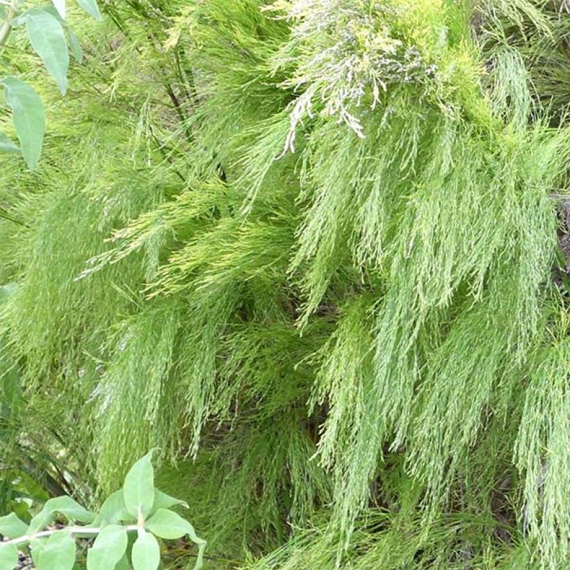 Rhodocoma capensis (Follaje)