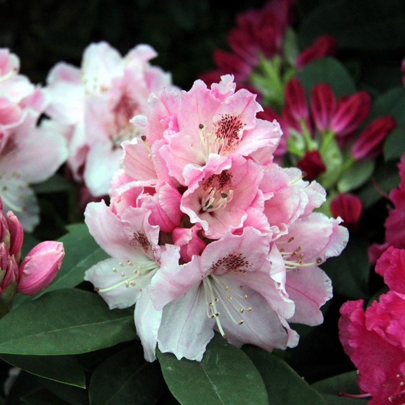 Rhododendron Albert Schweitzer (Floración)