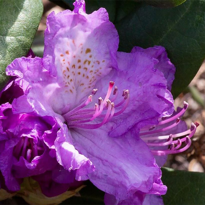 Rhododendron Alfred (Floración)