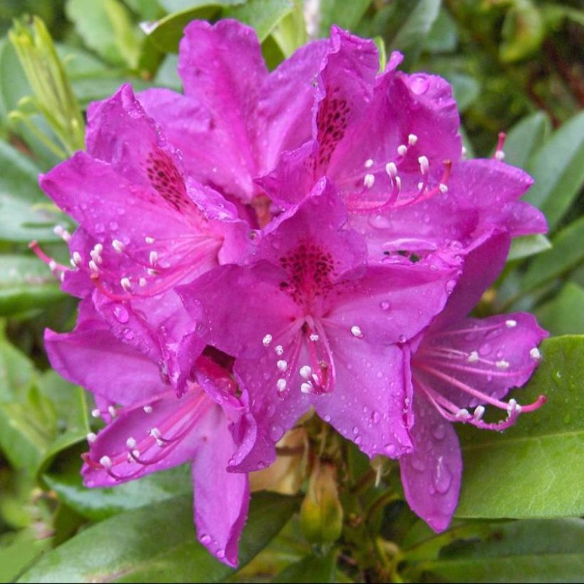 Rhododendron Anah Kruschke (Floración)