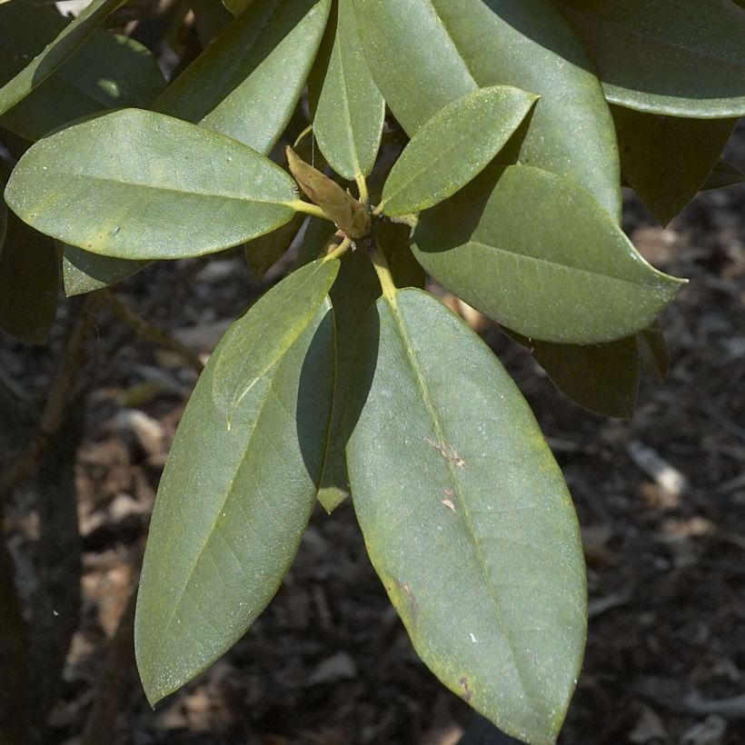 Rhododendron Anna Rose Whitney (Follaje)