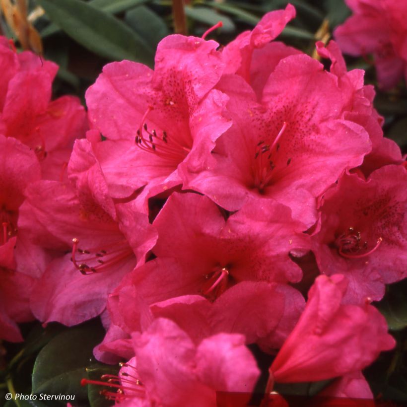 Rhododendron Anna Rose Whitney (Floración)