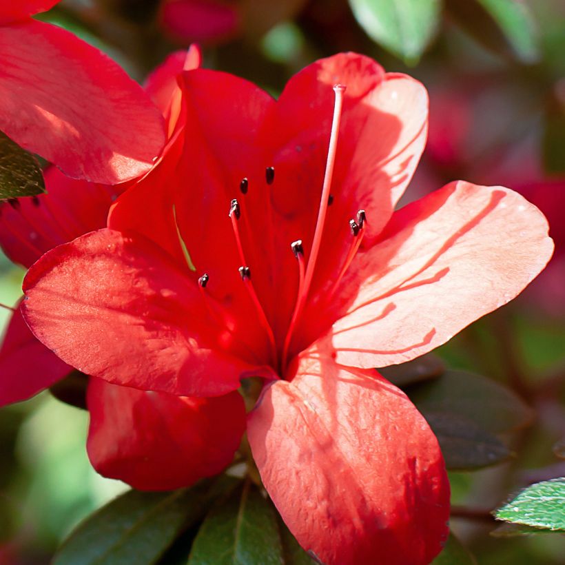 Azalea Ardeur (Floración)