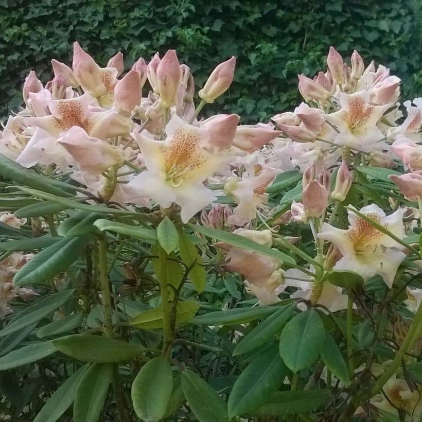 Rhododendron yakushimanum Bernstein (Floración)