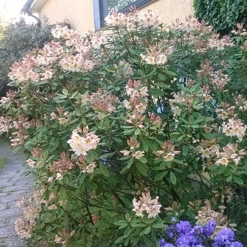 Rhododendron yakushimanum Bernstein (Porte)