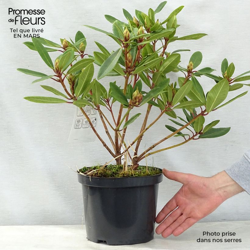 Rhododendron yakushimanum Bernstein Maceta 4L/5LAltura de entrega aprox. 30/40cm Ejemplar entregado en la primavera