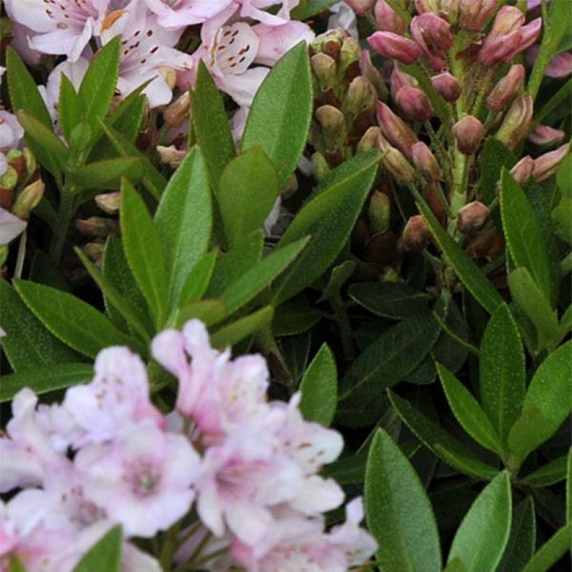 Rhododendron INKARHO Bloombux (Follaje)