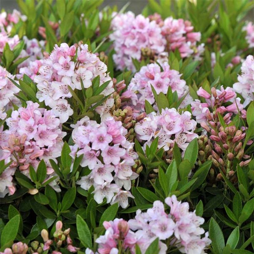 Rhododendron INKARHO Bloombux (Floración)