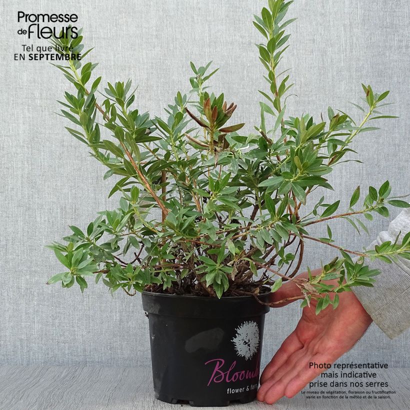 Ejemplar de Rhododendron Bloombux Pot de 2L/3L entregado en otoño