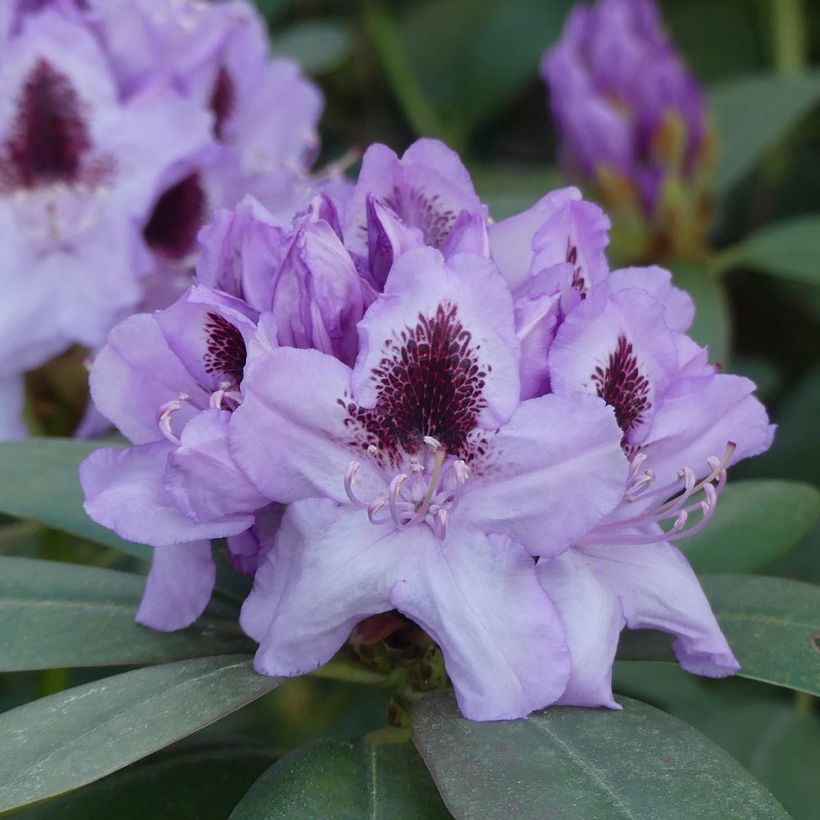 Rhododendron Blue Jay (Floración)