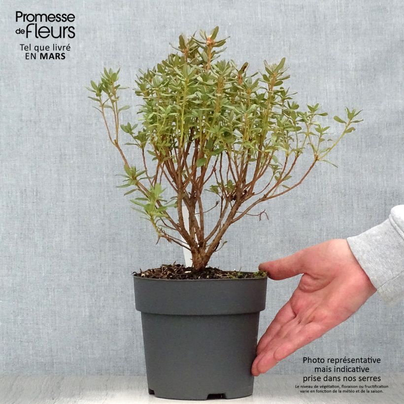 Rhododendron Blue Silver - Rhododendron nain Pot de 3L/4L Ejemplar entregado en la primavera