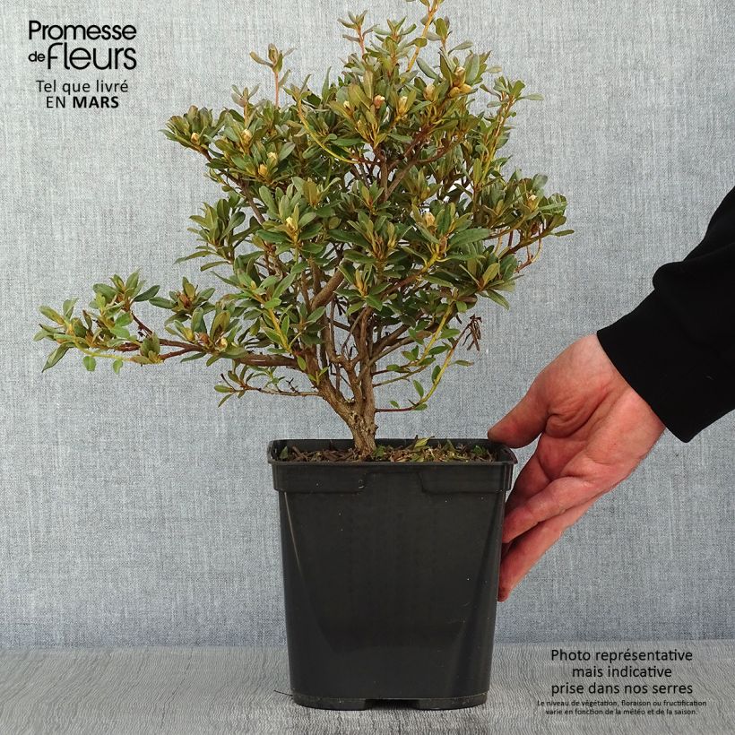 Rhododendron Blue Silver - Rhododendron nain Pot de 3L/4L Ejemplar entregado en invierno