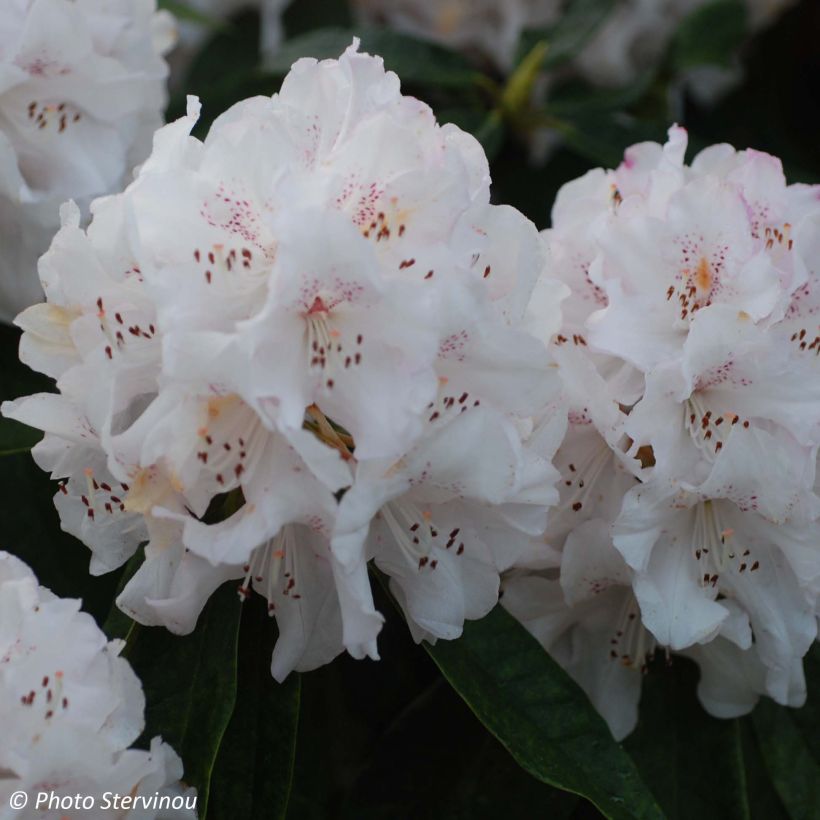 Rhododendron Boddaertianum (Floración)