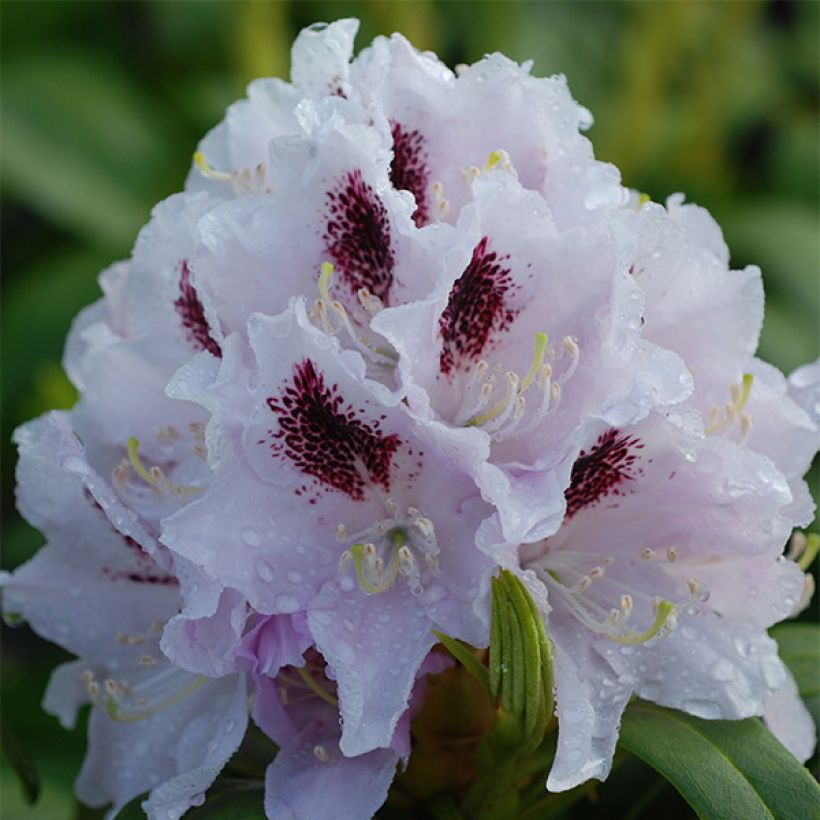 Rhododendron Calsap (Floración)