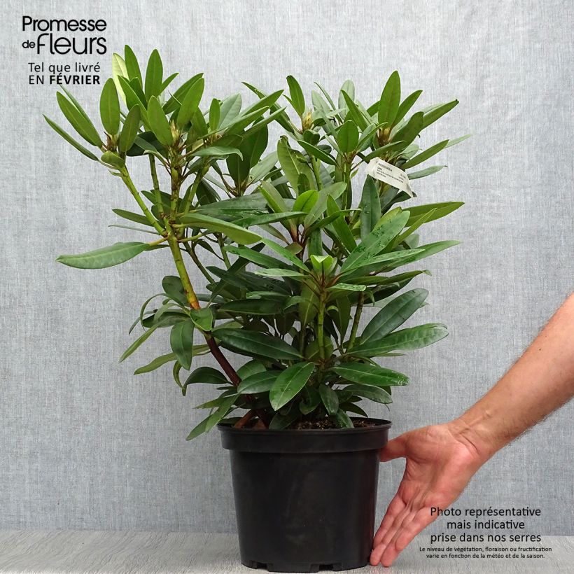 Ejemplar de Rhododendron Calsap - Grand Rhododendron Pot de 4L/5L entregado en otoño