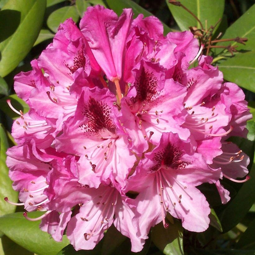 Rhododendron Cosmopolitan (Floración)