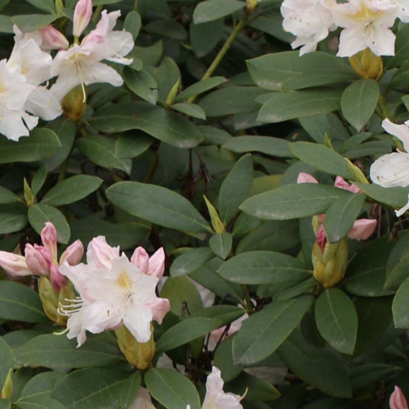 Rhododendron Cunningham's White (Follaje)