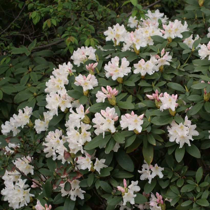 Rhododendron Cunningham's White (Floración)