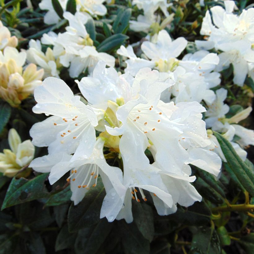 Rhododendron Dora Amateis (Floración)