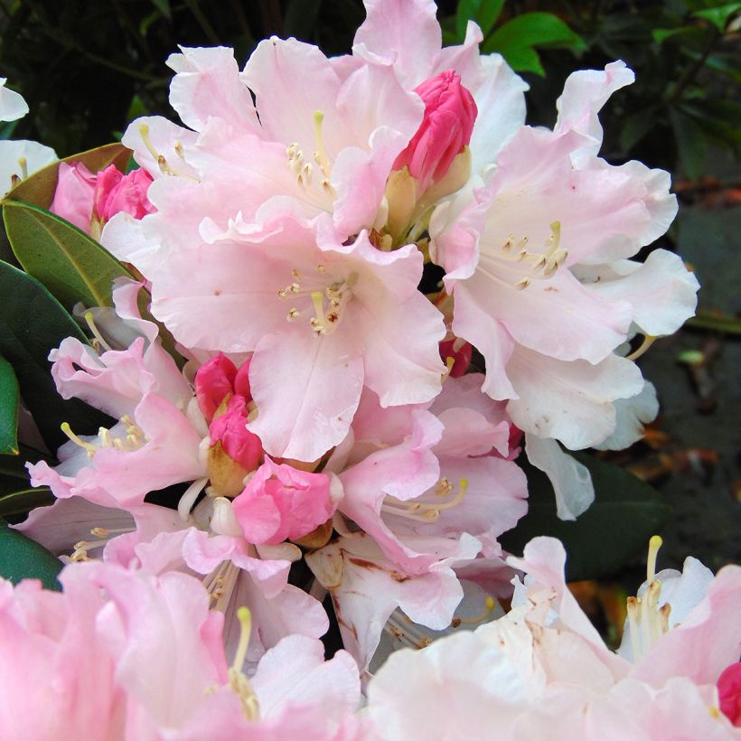 Rhododendron yakushimanum Dream Land (Floración)