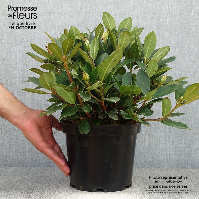 Ejemplar de Rhododendron Dream Land - Rhododendron nain Pot de 3L/4L entregado en otoño