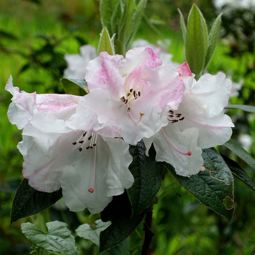 Rhododendron edgeworthii (Floración)