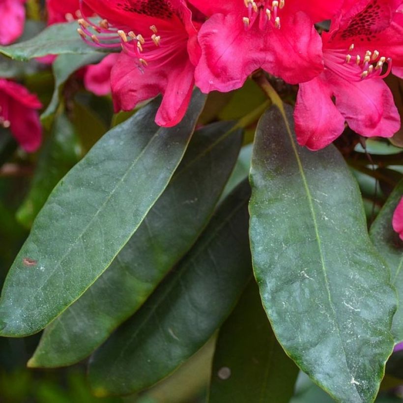 Rhododendron Elisabeth (Follaje)