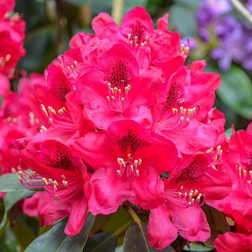 Rhododendron Elisabeth (Floración)