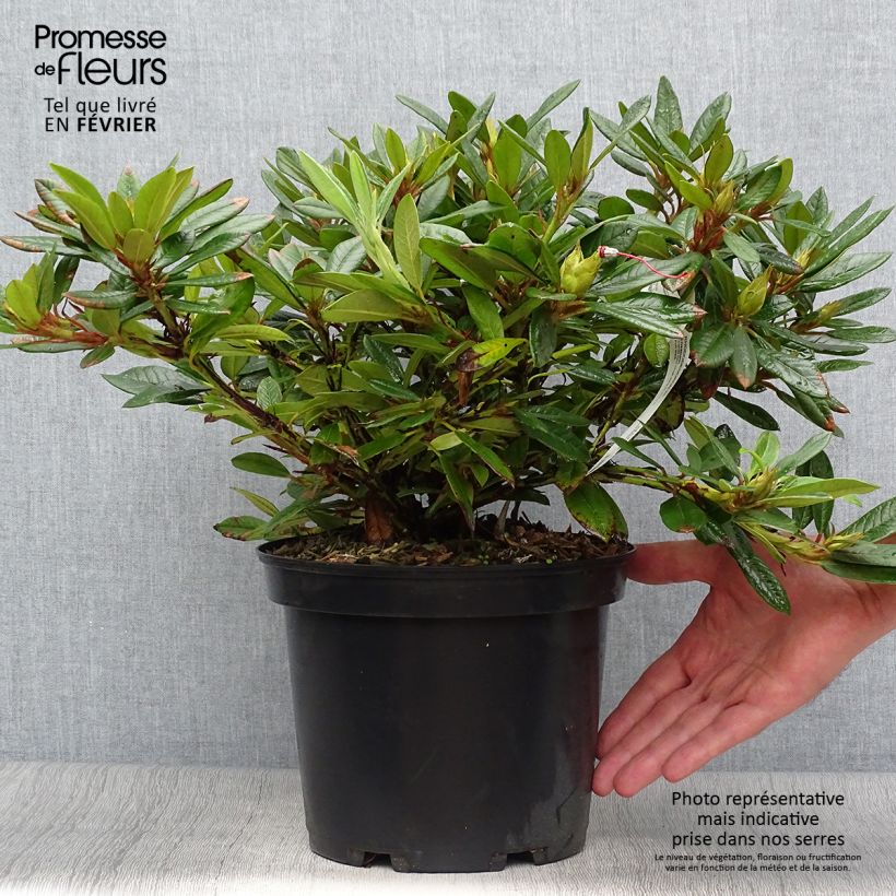 Ejemplar de Rhododendron Elisabeth - Rhododendron nain Pot de 5L entregado en otoño