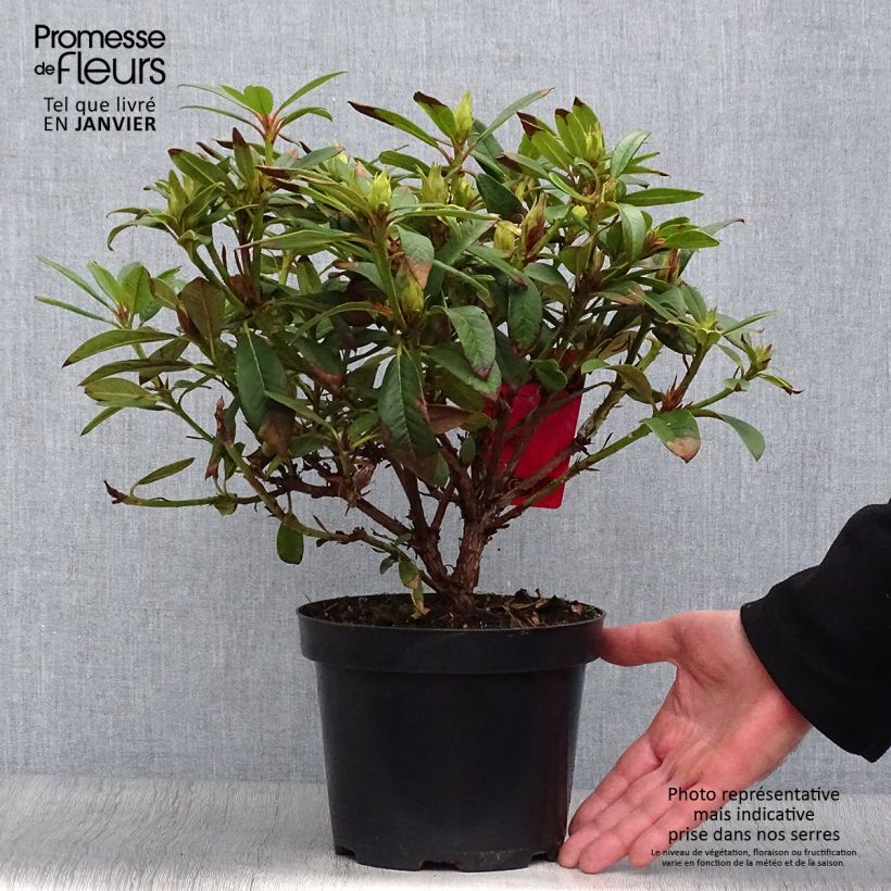 Rhododendron Elizabeth Red Foliage Pot de 2L/3L Ejemplar entregado en invierno