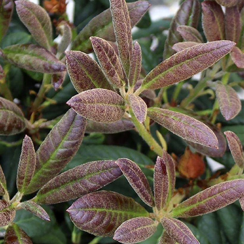 Rhododendron Elizabeth Red Foliage (Follaje)