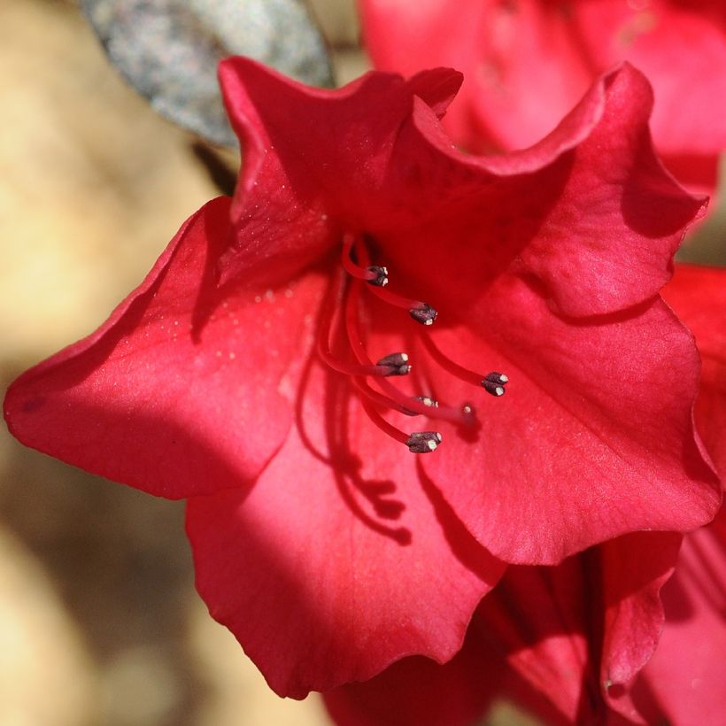 Rhododendron Elizabeth Red Foliage (Floración)