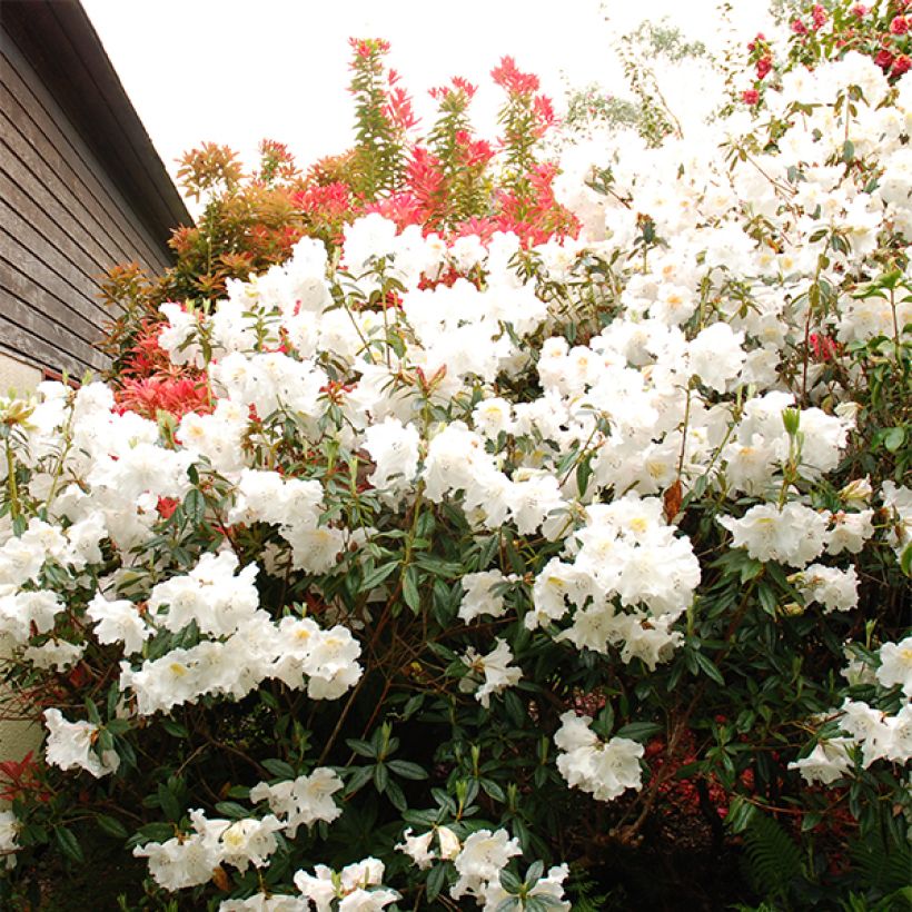 Rhododendron Fragrantissimum (Floración)