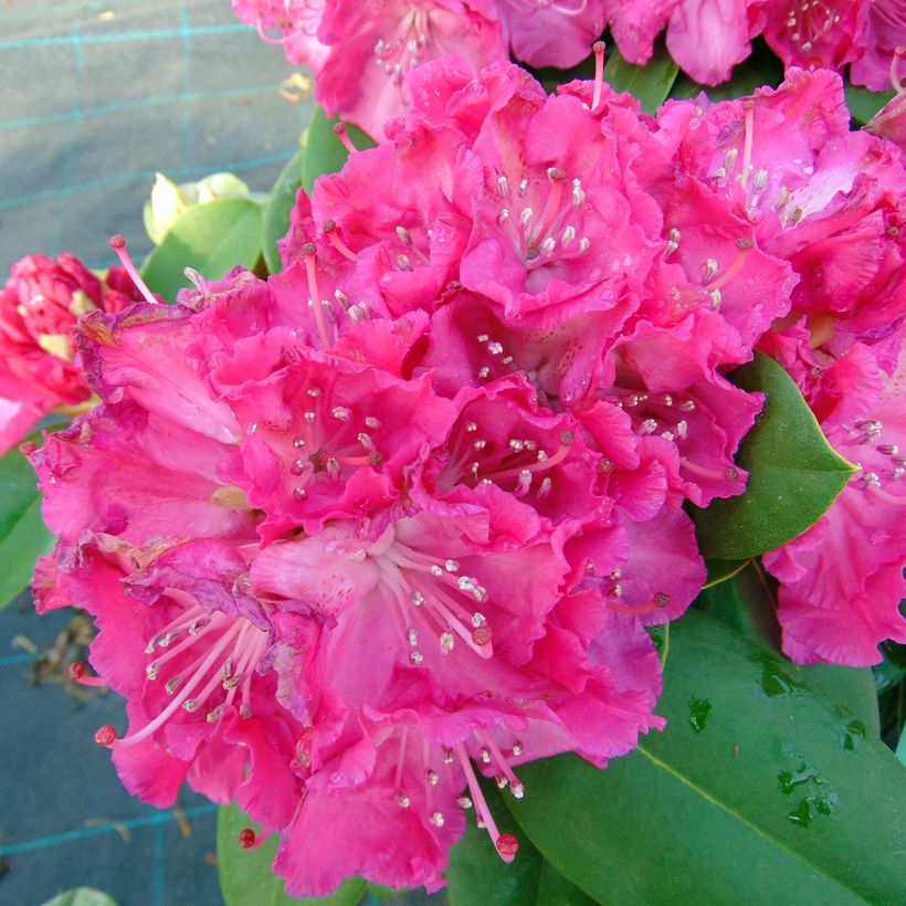 Rhododendron Germania (Floración)